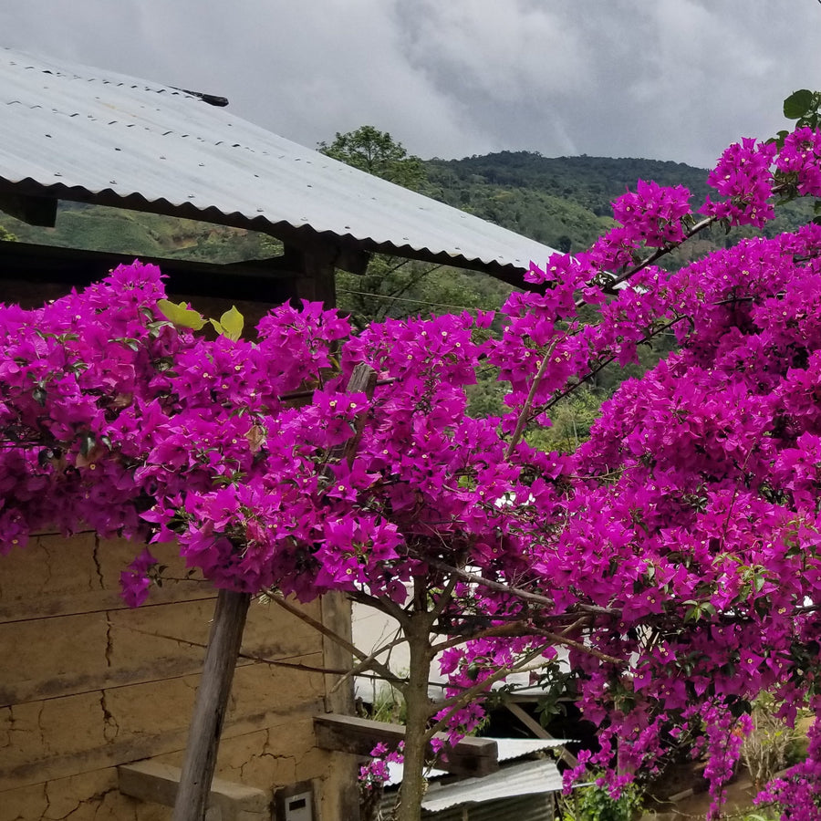 A beautiful tree at Agua Azul, San Antonio de Chingama, Cajamarca, Peru | ozonecoffee.mom