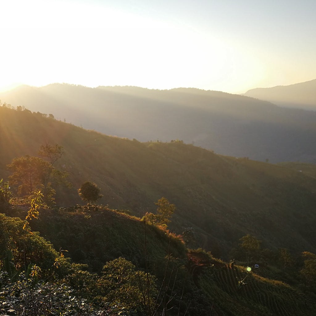Coffee growing in Chiang Rai, Thailand
