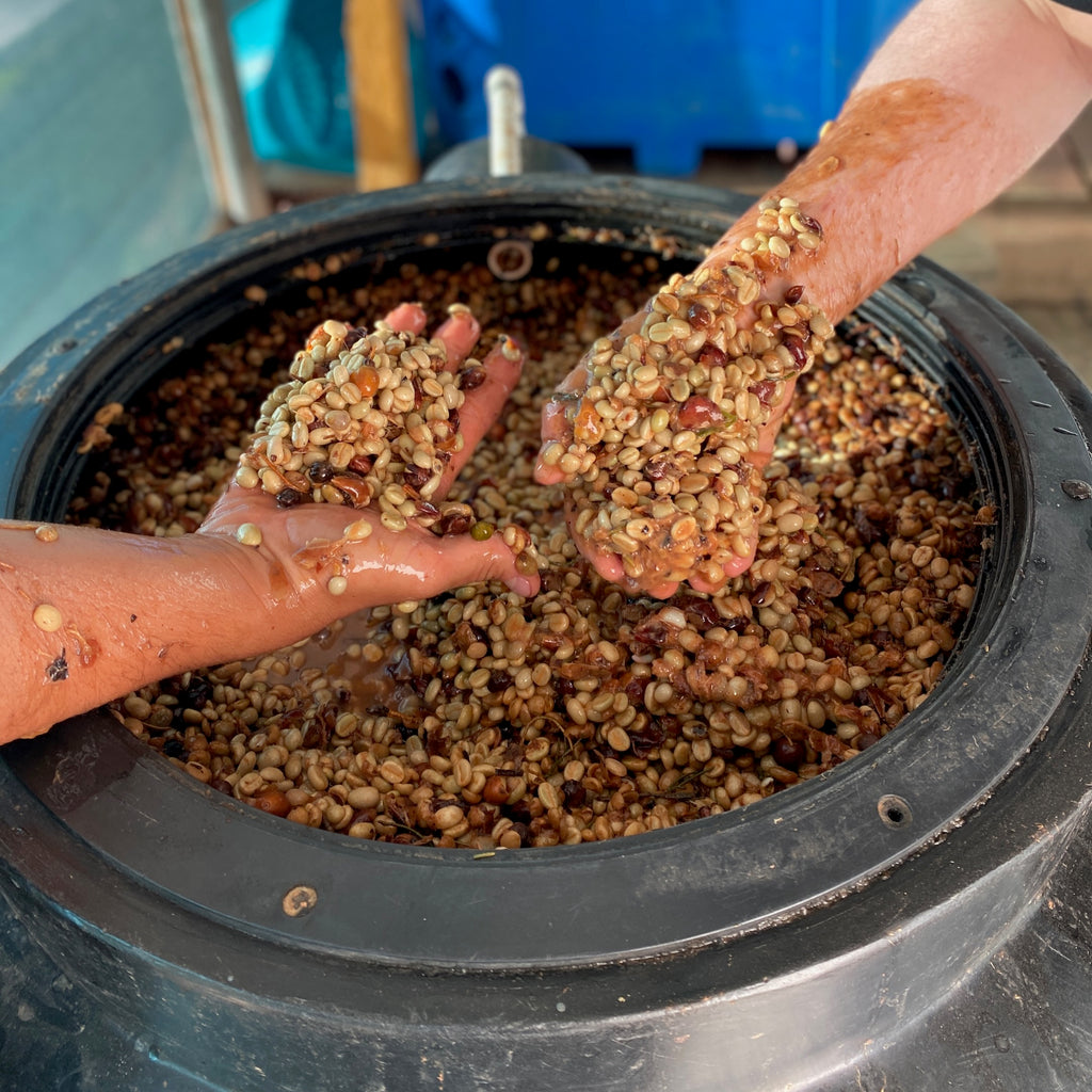 Coffee fermenting in an aerobic environment as part of an experimental process at Sumava