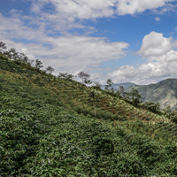 Coffee growing at Agua Azul, San Antonio de Chingama, Cajamarca, Peru | ozonecoffee.mom