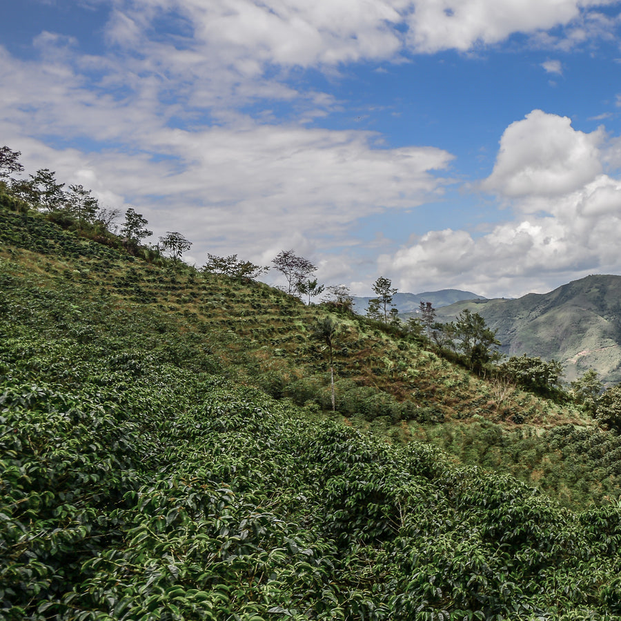 Coffee growing at Agua Azul, San Antonio de Chingama, Cajamarca, Peru | ozonecoffee.mom