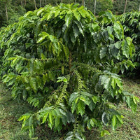 Coffee plant at Finca Limoncillo in Matagalpa, Nicaragua, growing Ethiosar variety used in Ozone Coffee's natural processed beans.