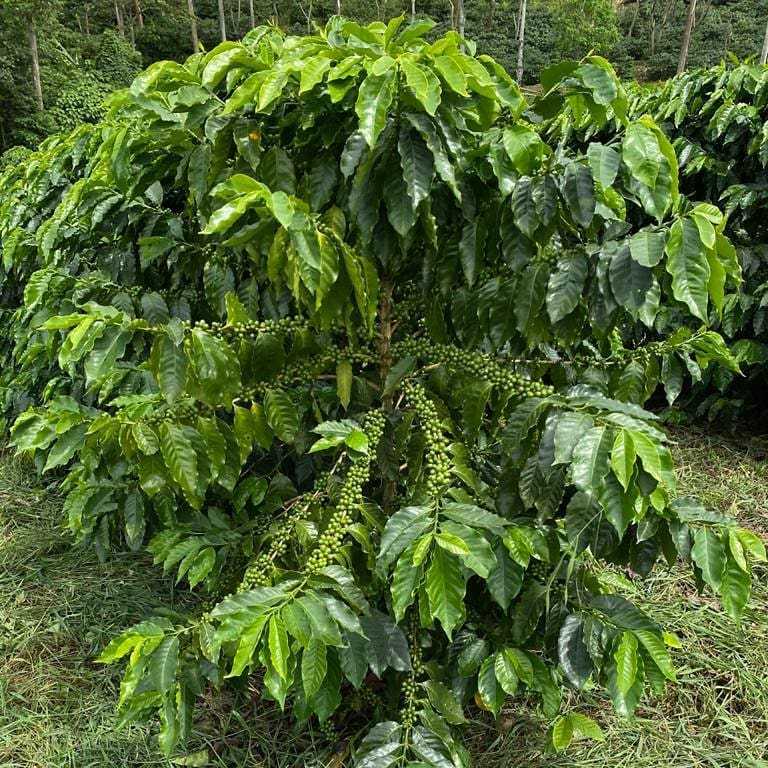 Coffee plant at Finca Limoncillo in Matagalpa, Nicaragua, growing Ethiosar variety used in Ozone Coffee's natural processed beans.