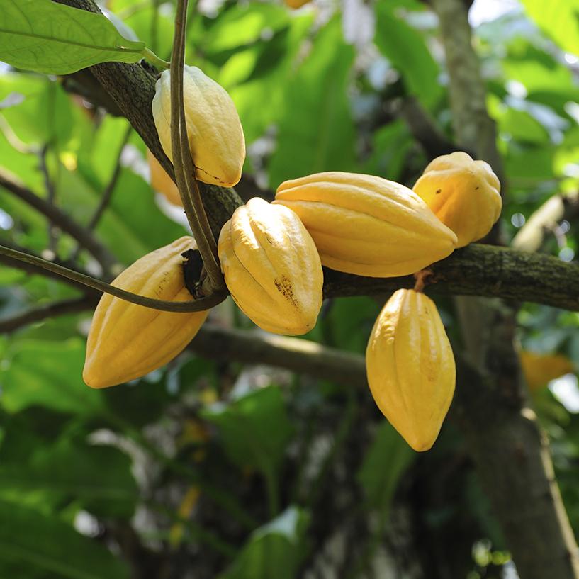 West Coast Cocoa Deluxe Hot Chocolate. Cocoa pods on the tree.