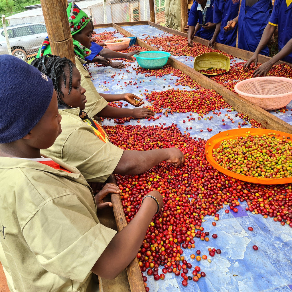 Workers sorting the unripe coffee cherries at Bulambuli Washing Station | Hasbean.co.uk